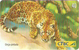 CTBC-T-0763 - Felinos - 4/5